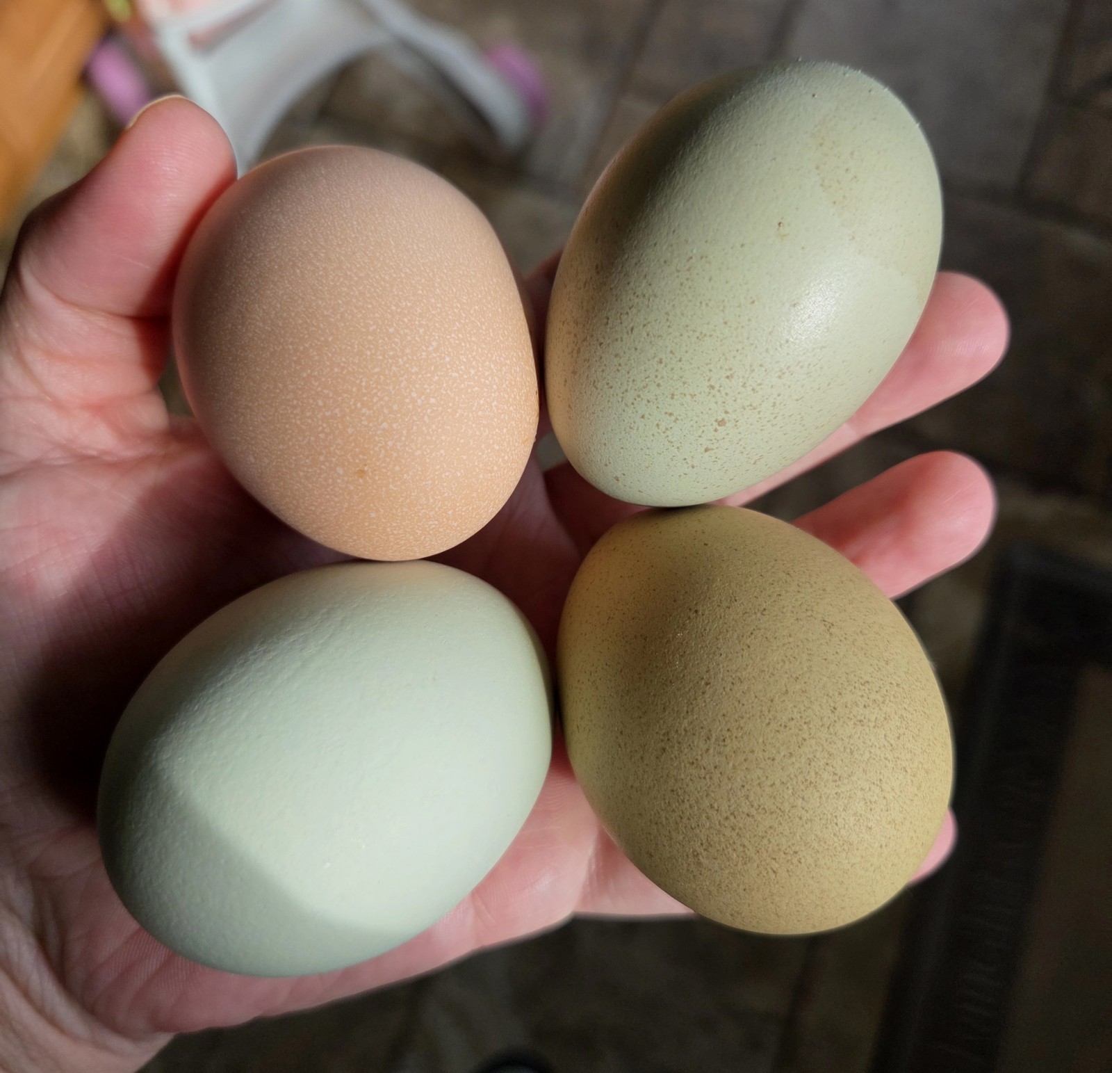 One Dozen Rainbow Hatching Eggs! Speckled, Heavy Bloom, Mint, Olive, Pink +