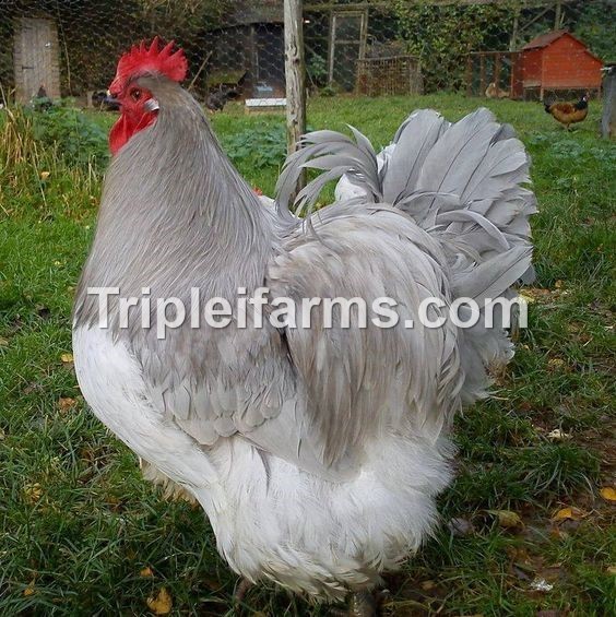12+ ~ ENGLISH LAVENDER ORPINGTON ~ Fertile Chicken Hatching Eggs *UPS 2 DAY*