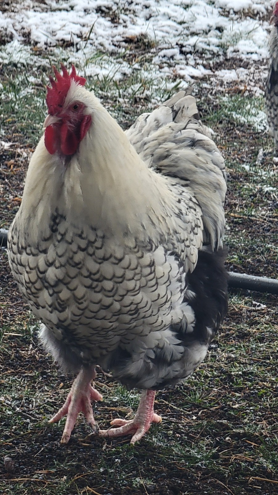 6 English Orpington Hatching Eggs Rare & Unusual Colors*new Pics *