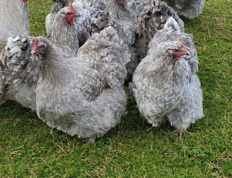 8+ English Lavender Mottled Orpington Hatching Eggs