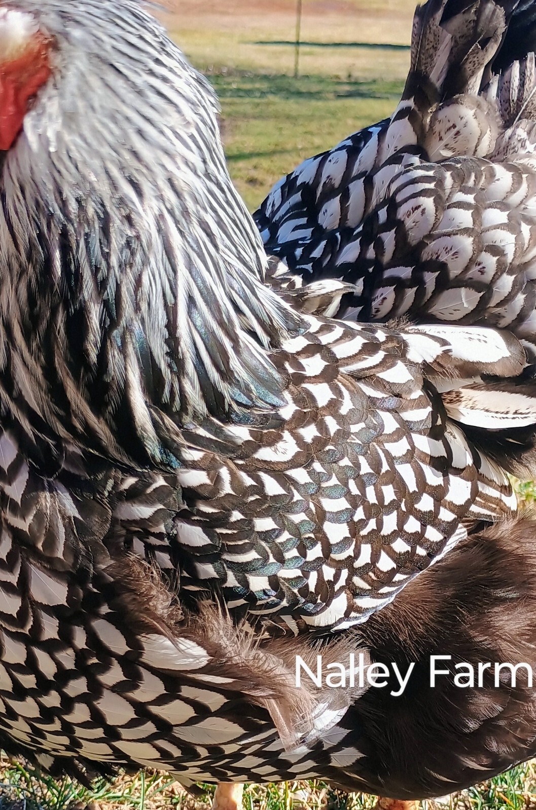 Silver Laced Wyandotte (6) 🐣 fertilized hatching eggs.Please read description.