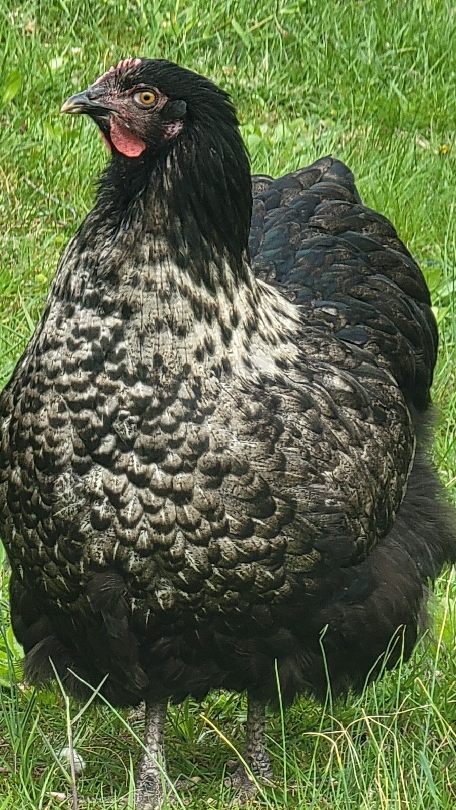 6 English Orpington Hatching Eggs Rare & Unusual Colors*new Pics *