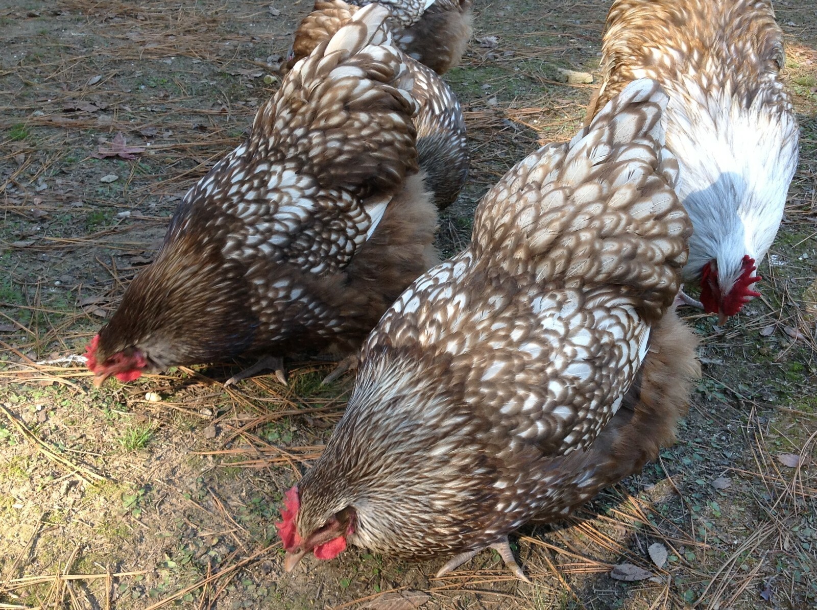 6 Chocolate Silver Laced Orpington Hatching Eggs Large Fowl