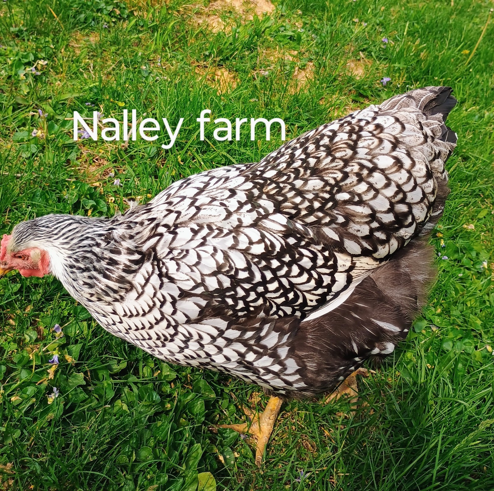 Silver Laced Wyandotte (6) 🐣 fertilized hatching eggs.Please read description.