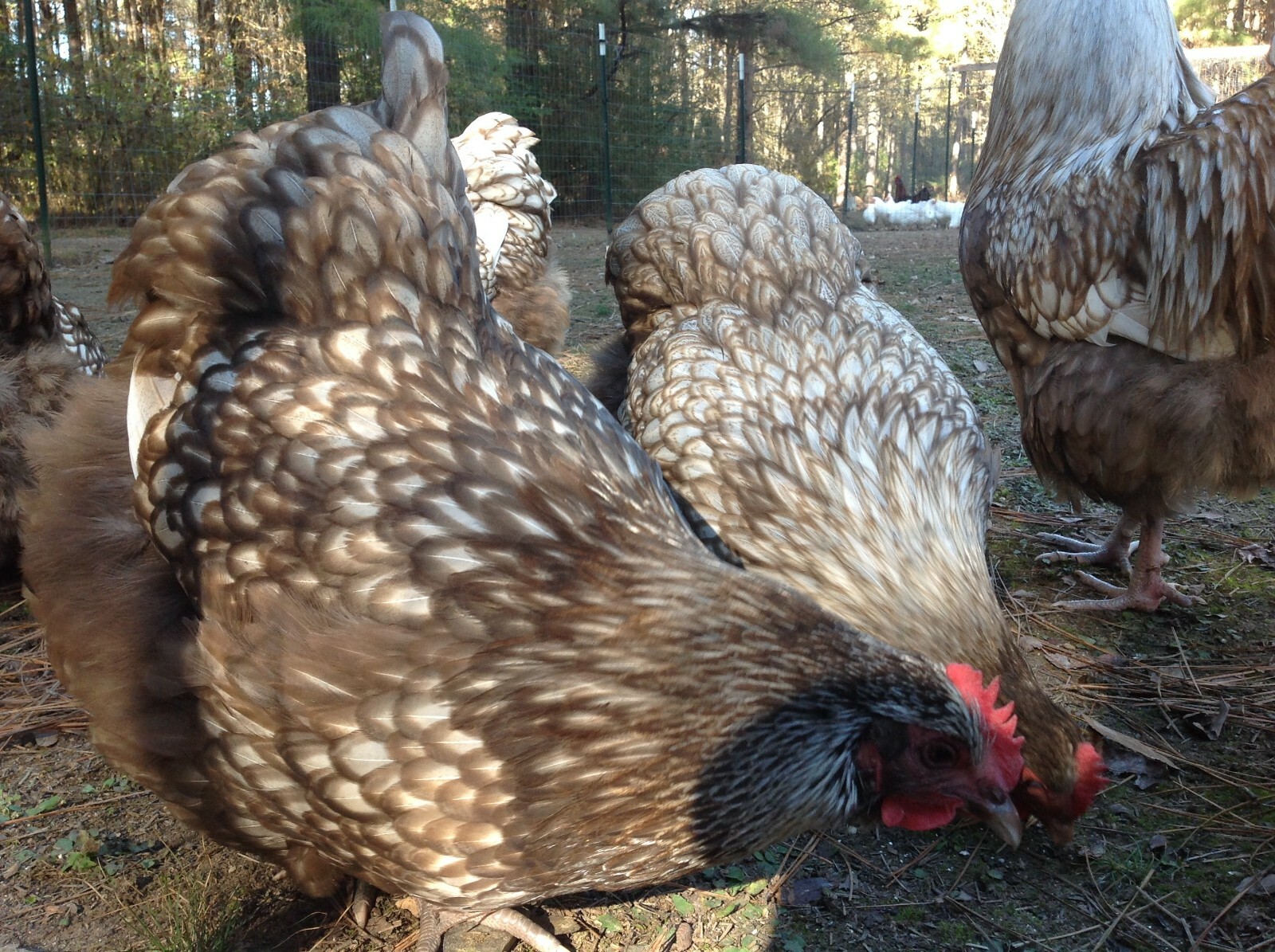 6 Chocolate Silver Laced Orpington Hatching Eggs Large Fowl