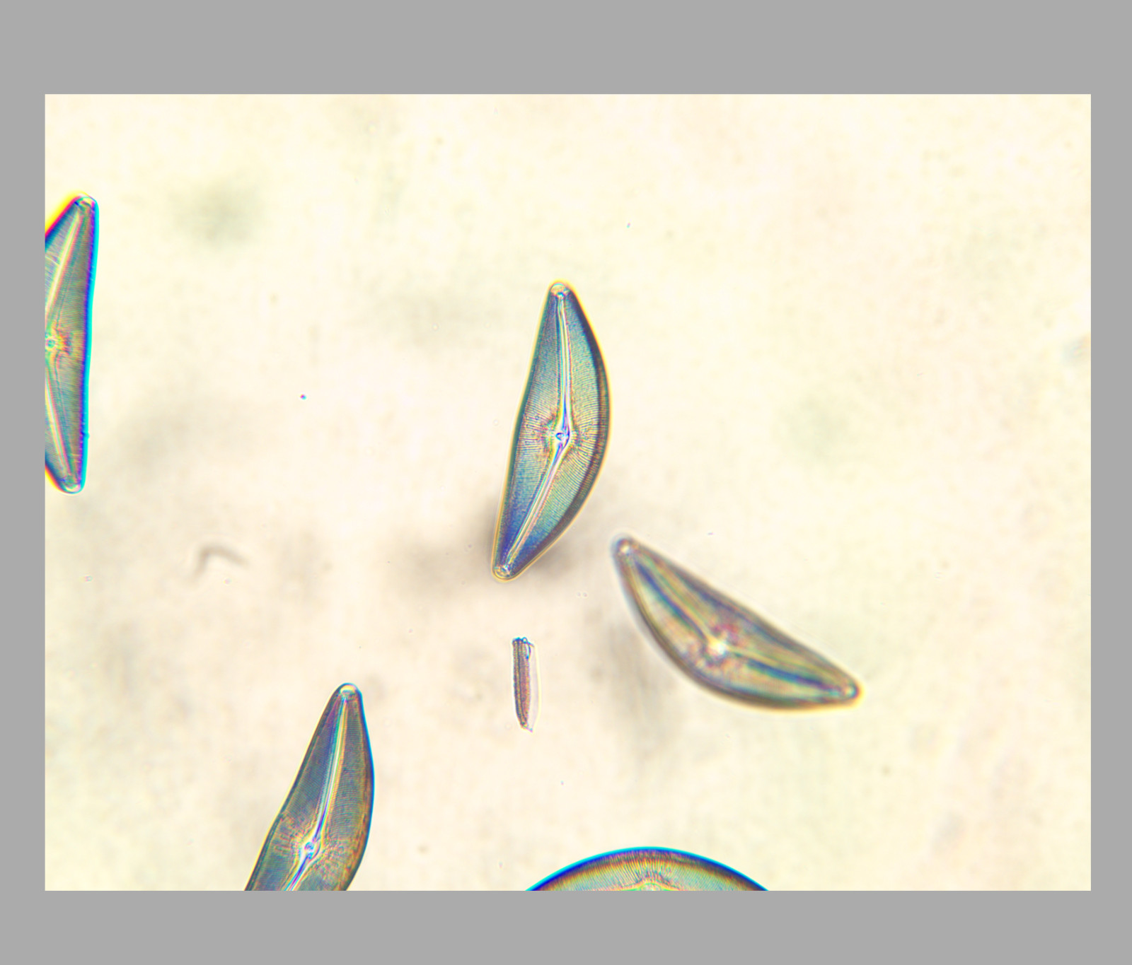 *NMint* Zeiss EC Plan-NEOFLUAR 20x/0.5 Microscope Objective ∞/- 420350 M27 35057