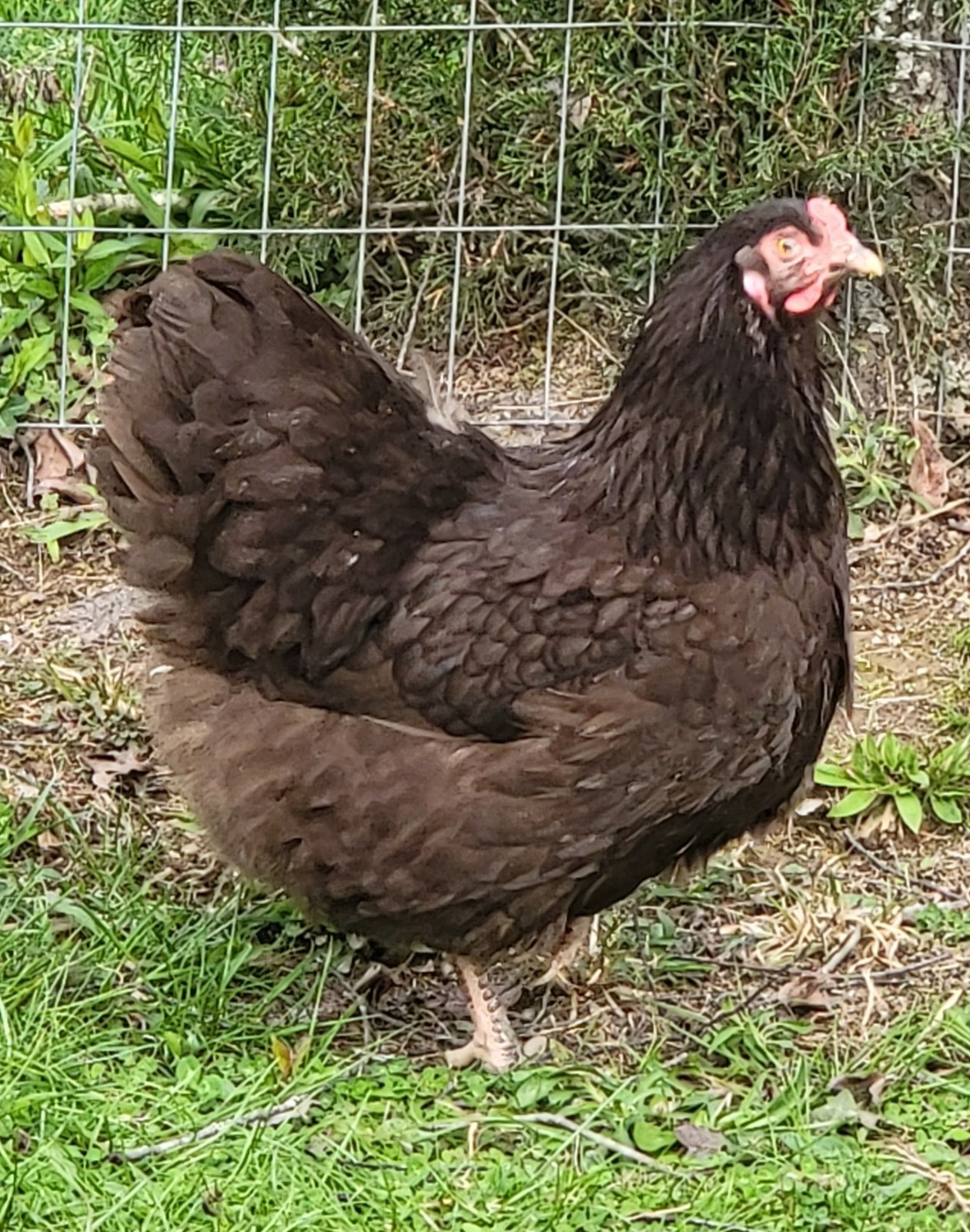 6 English Orpington Hatching Eggs Rare & Unusual Colors*new Pics *