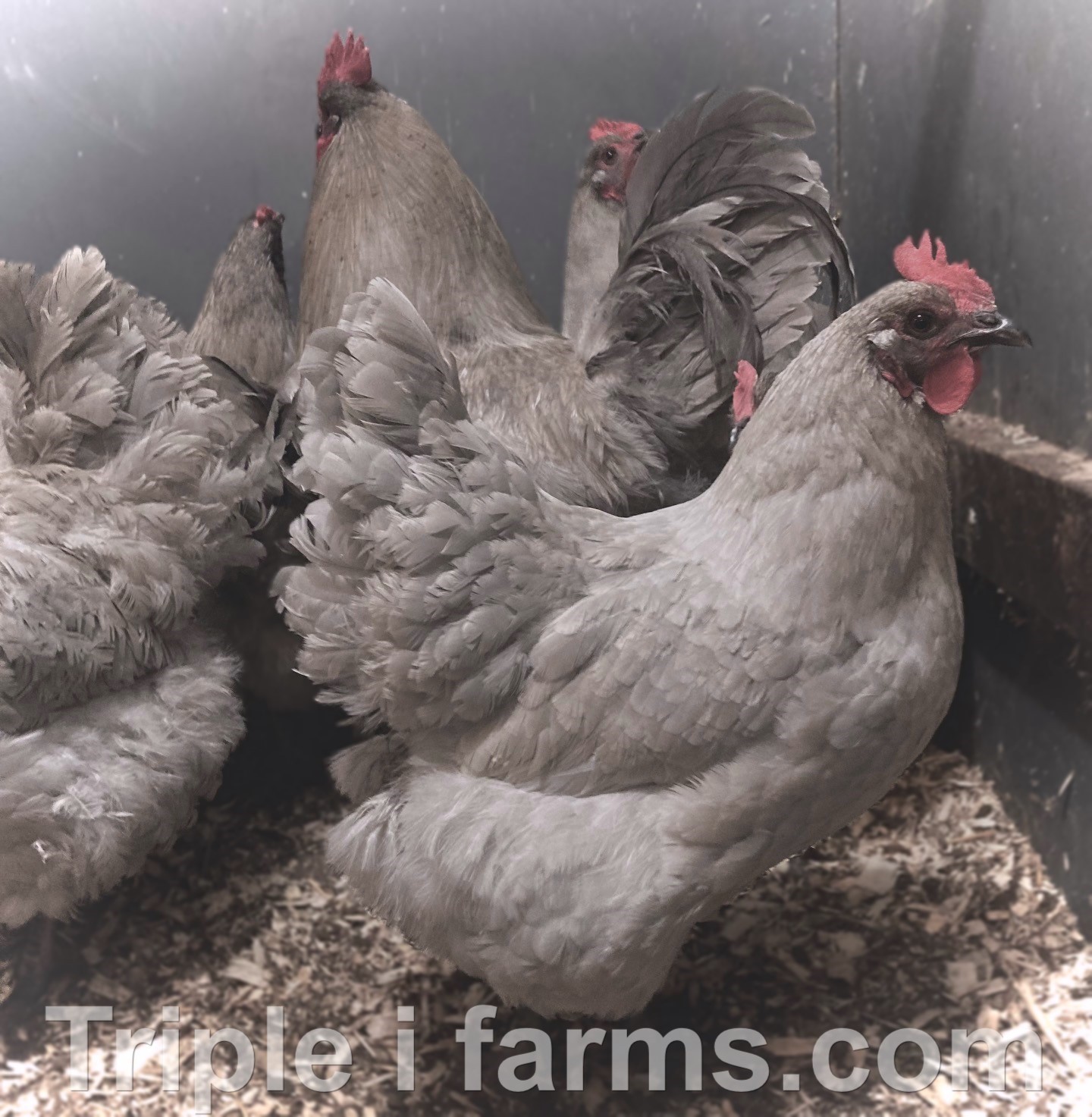 12+ ~ ENGLISH LAVENDER ORPINGTON ~ Fertile Chicken Hatching Eggs *UPS 2 DAY*