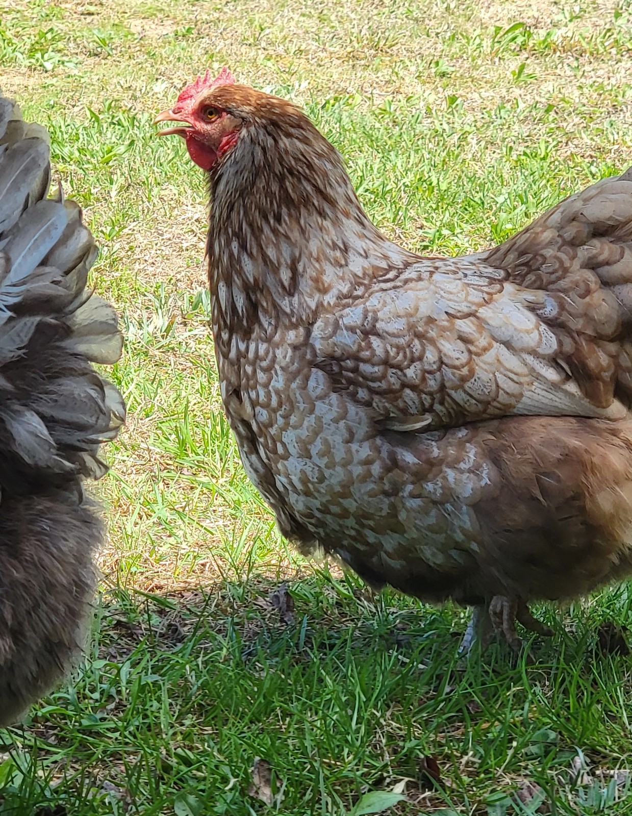 14 Pure English Orpington Hatching Eggs Mauve, SL,Mauve Laced, Choco, Huge Birds