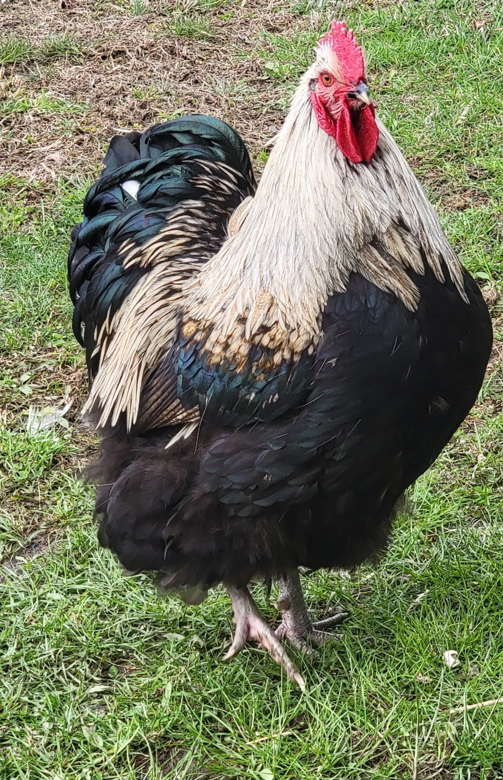 6 English Orpington Hatching Eggs Rare & Unusual Colors*new Pics *