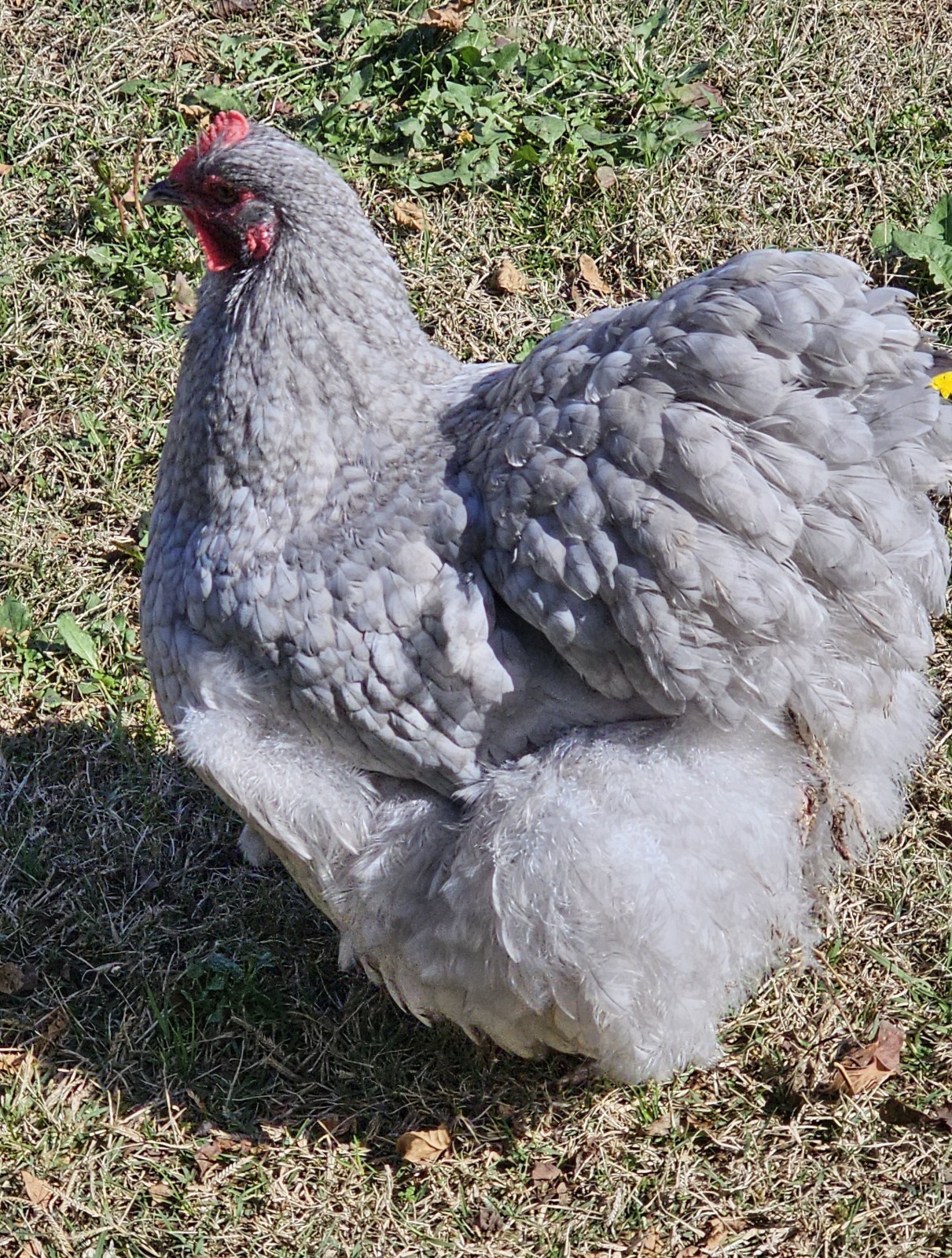 8+ English Lavender Cucko Orpington Hatching Eggs