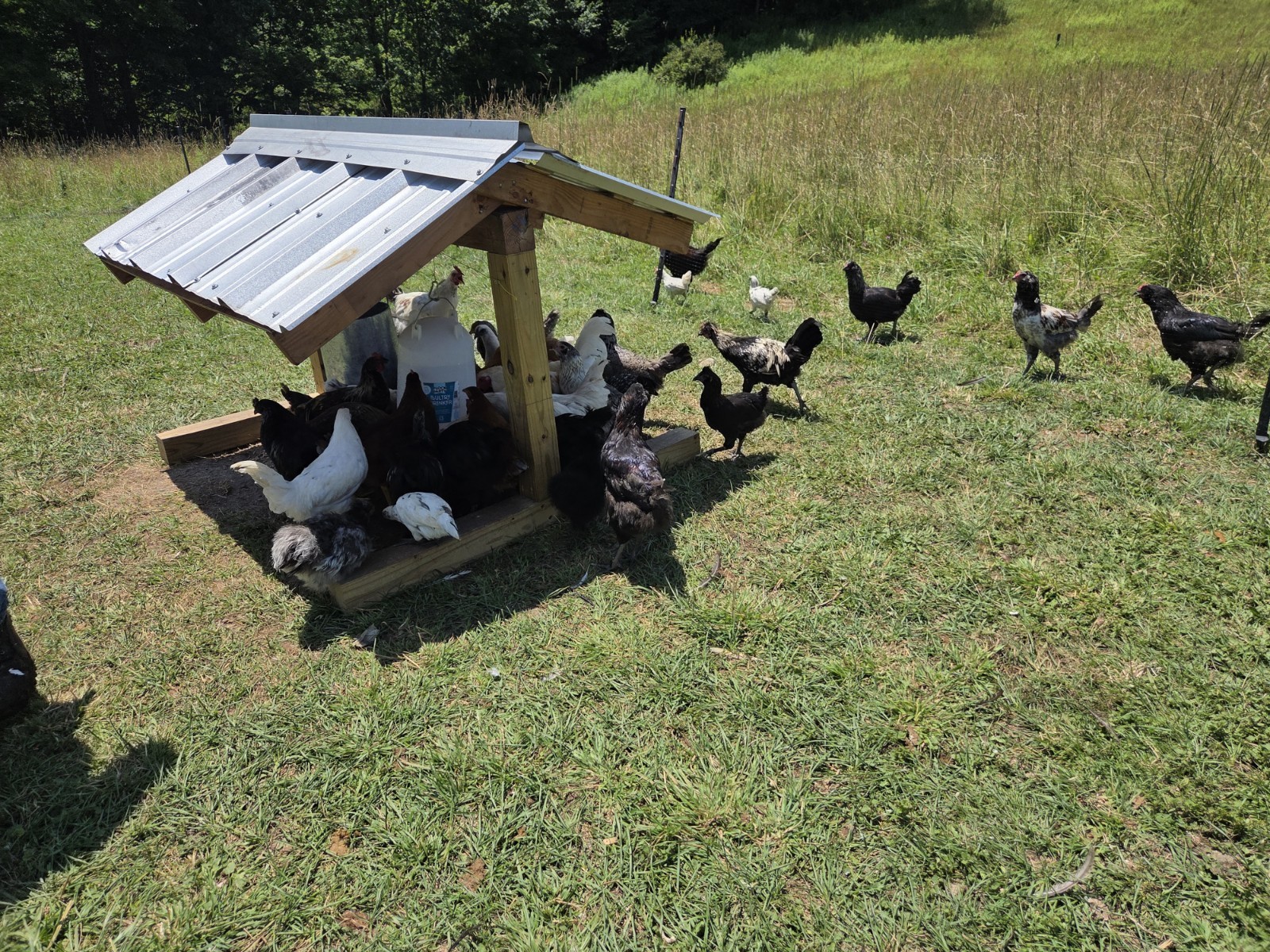 One Dozen Rainbow Hatching Eggs! Speckled, Heavy Bloom, Mint, Olive, Pink +