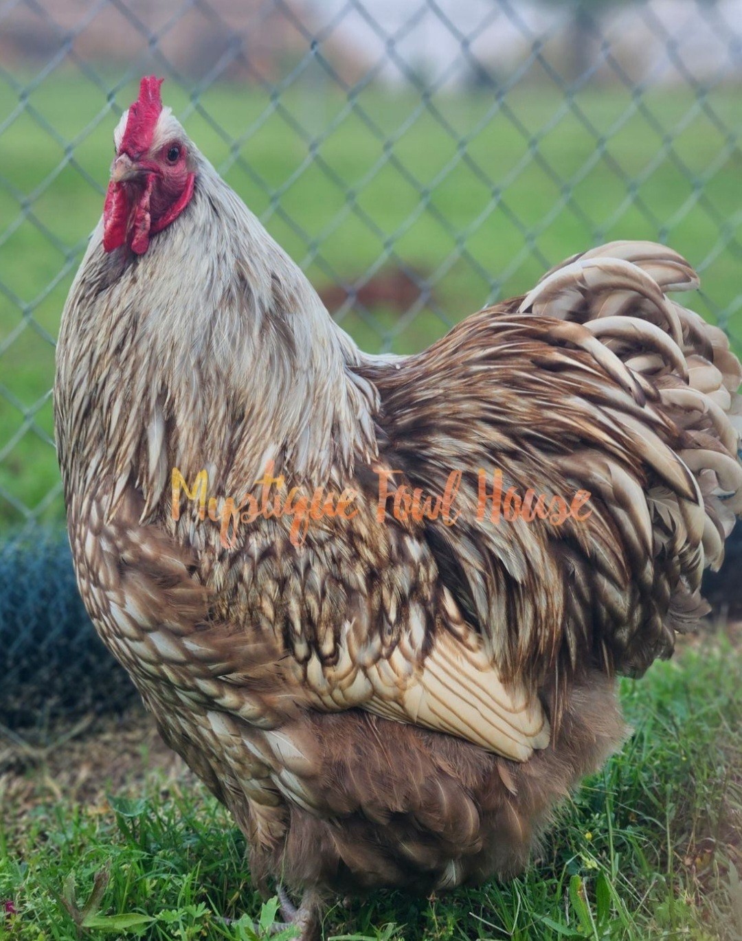 **12 Quality Chocolate Silver lace English Orpington hatching eggs