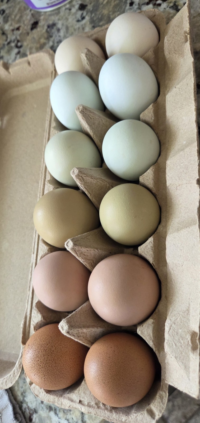 One Dozen Rainbow Hatching Eggs! Speckled, Heavy Bloom, Mint, Olive, Pink +