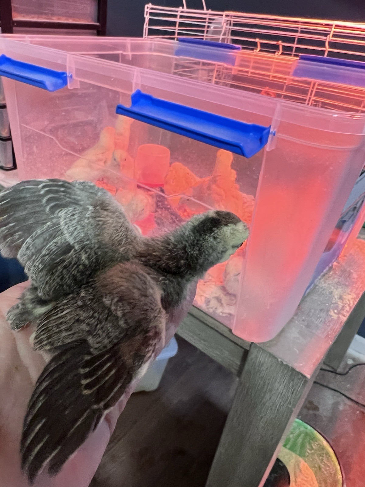 12+ Old English Game Mix Bantam Hatching Eggs 🐣
