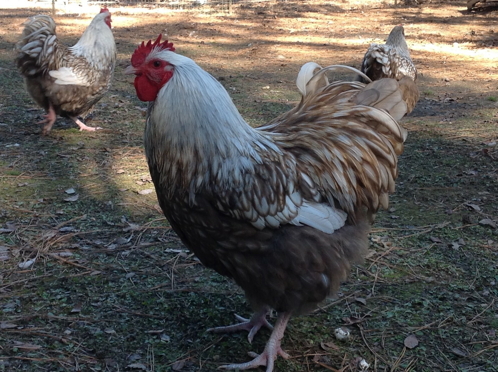 6 Chocolate Silver Laced Orpington Hatching Eggs Large Fowl