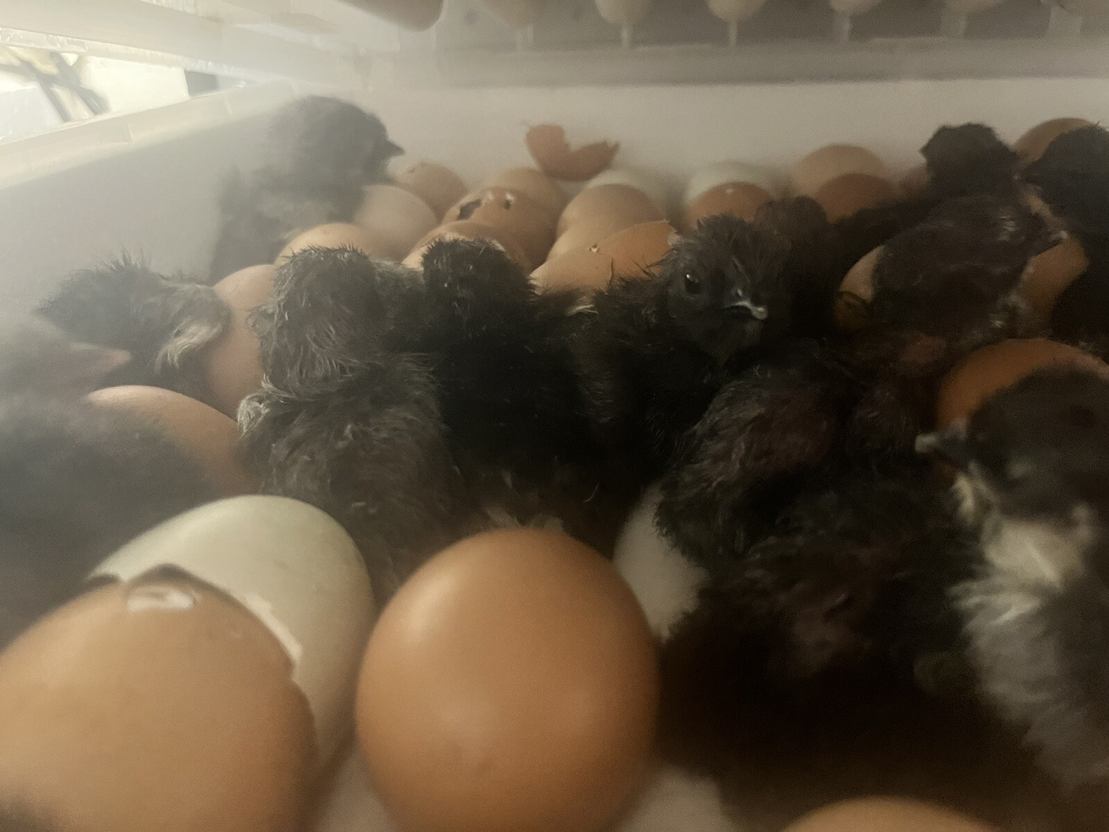 18 Rainbow Hatching Eggs Marans Olive Dark Fibro Bloom NPIP *read description*