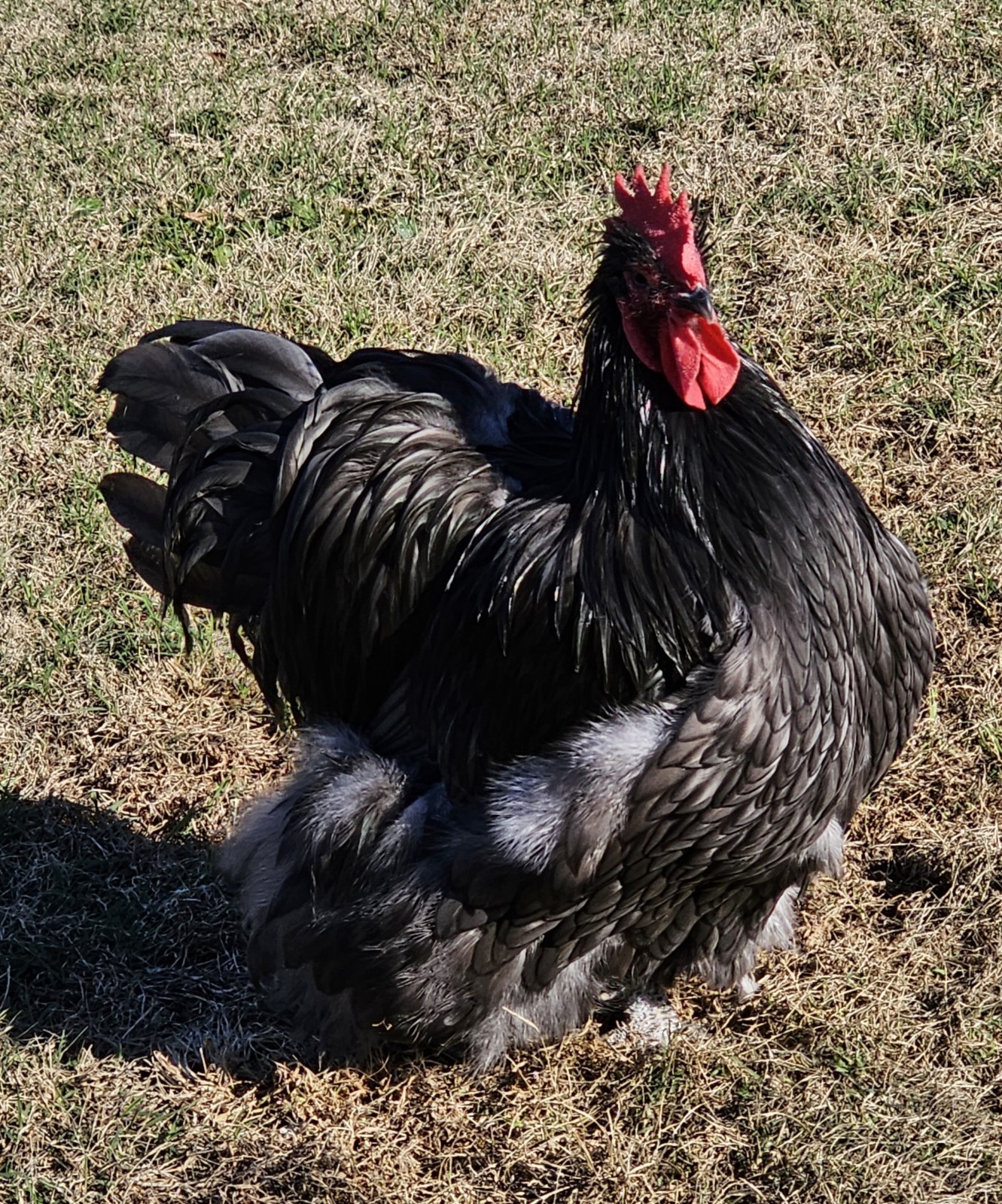 8+ English Blue/Black/Splashg Orpington Hatching Eggs