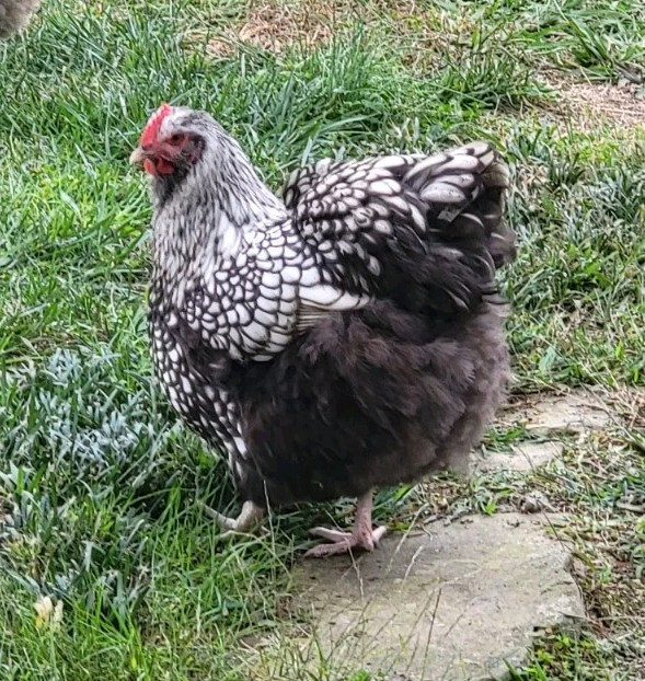 14 Pure English Orpington Hatching Eggs Mauve, SL,Mauve Laced, Choco, Huge Birds