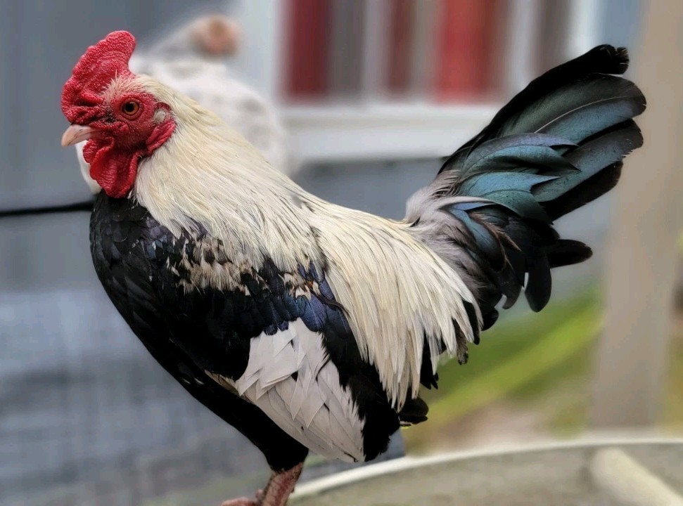6+ Silver Duckwing Old English Bantam Fertile Hatching Eggs