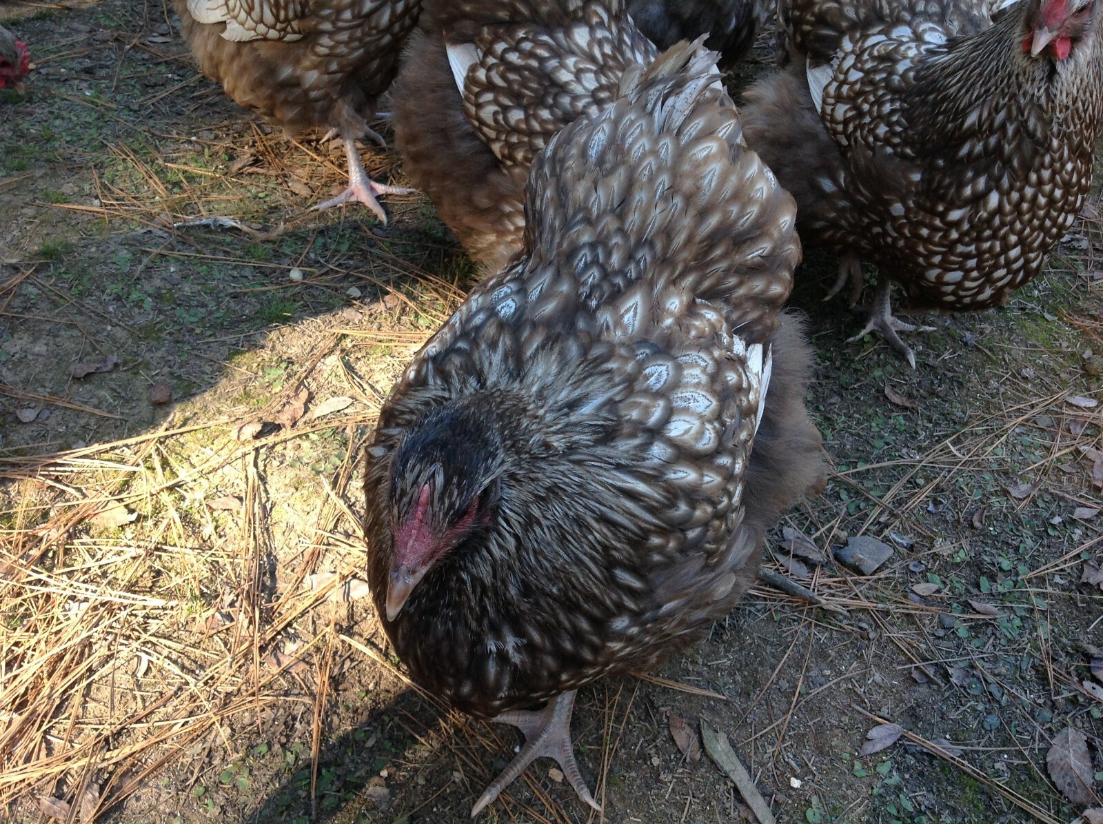 6 Chocolate Silver Laced Orpington Hatching Eggs Large Fowl