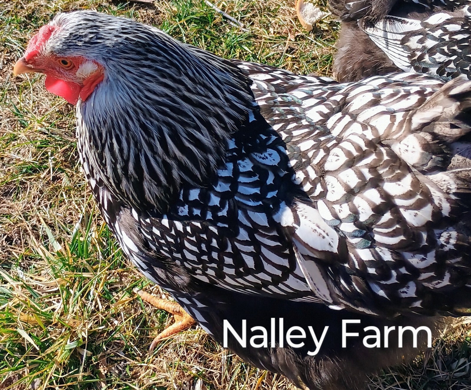 Silver Laced Wyandotte (6) 🐣 fertilized hatching eggs.Please read description.