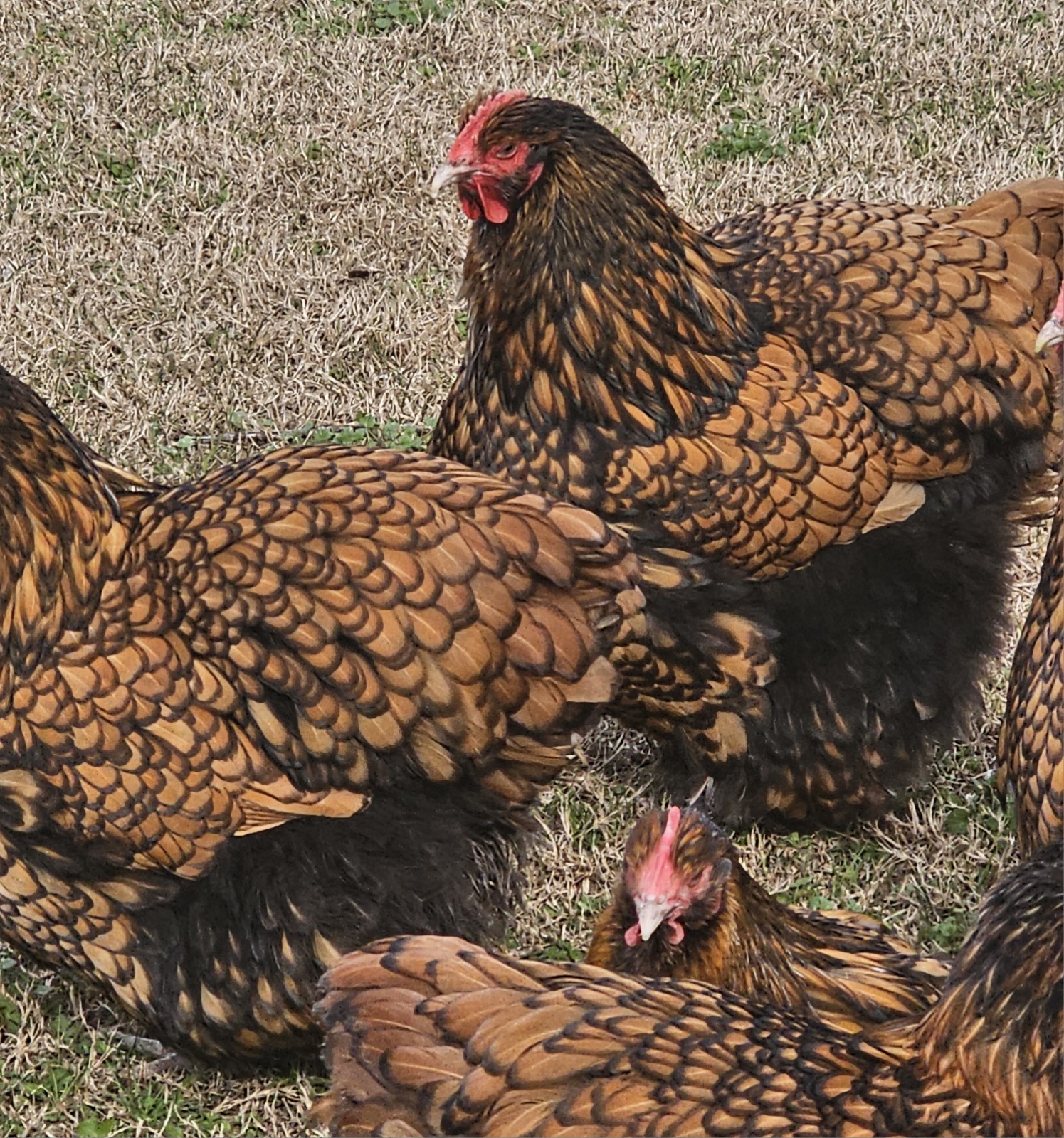 8+ English Gold Laced Orpington Hatching Eggs