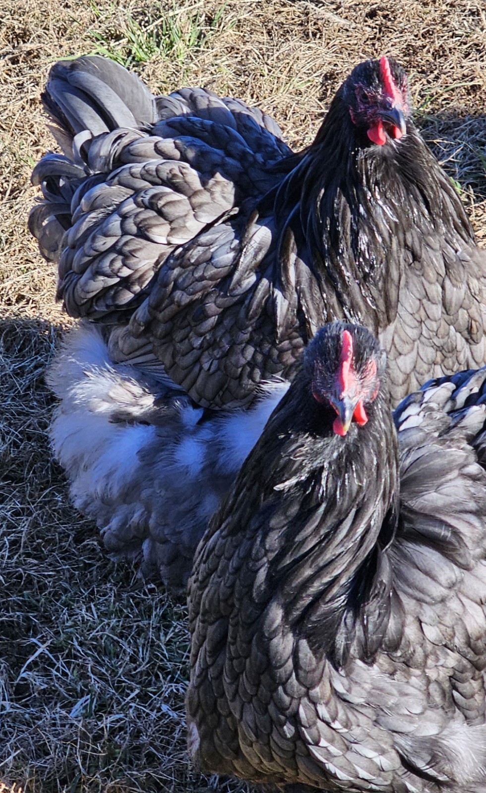 8+ English Blue/Black/Splashg Orpington Hatching Eggs