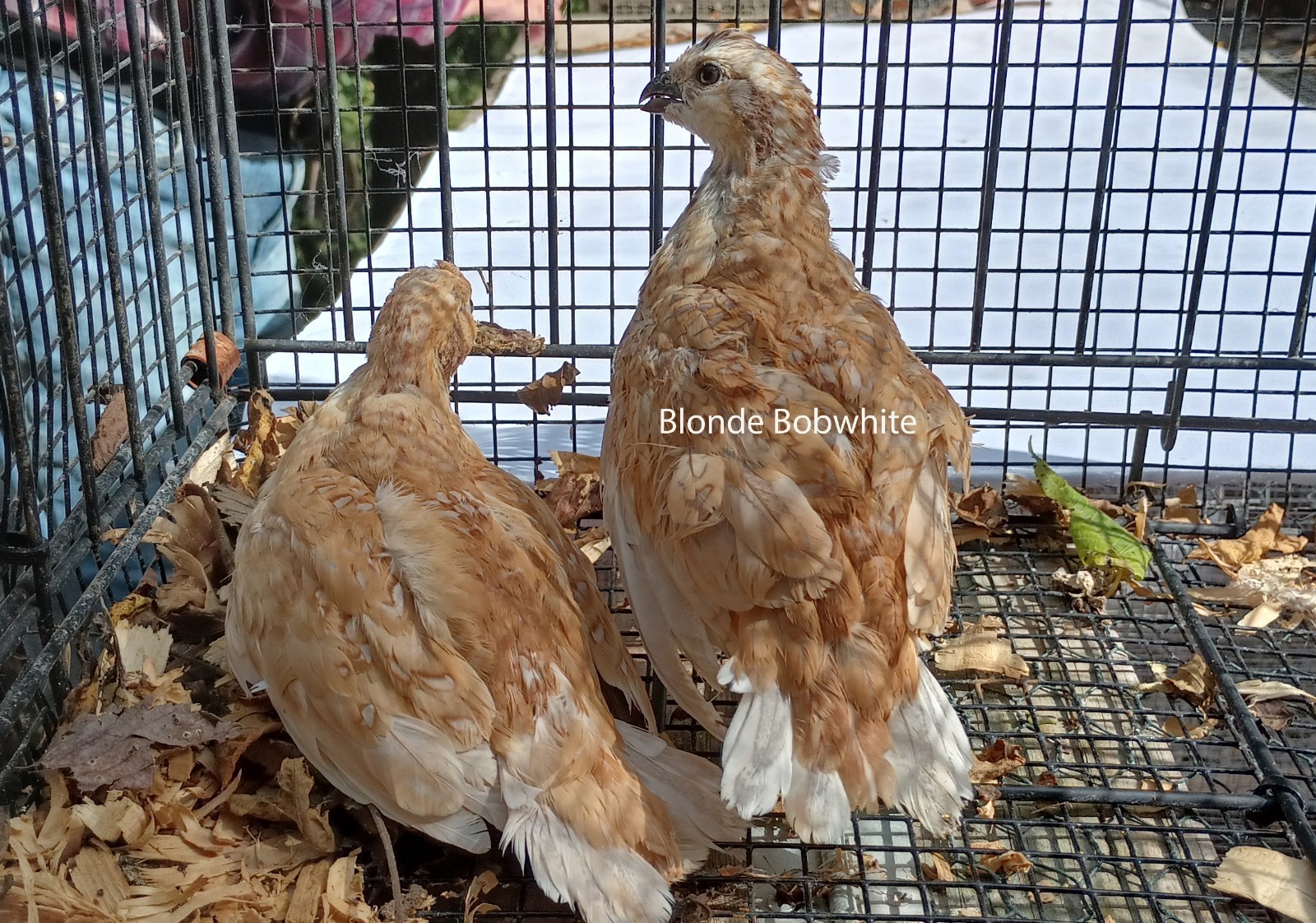 15+ Bobwhite mutation mix Hens Choice Eggs