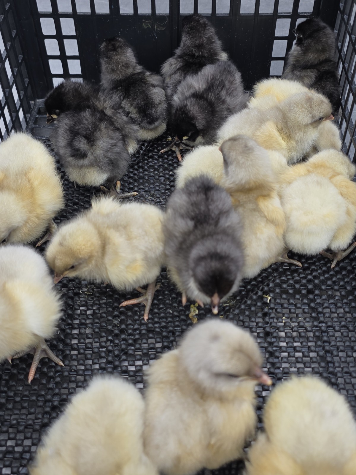 8+ English Blue/Black/Splashg Orpington Hatching Eggs