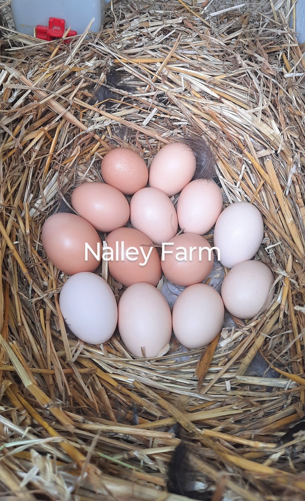 Silver Laced Wyandotte (6) 🐣 fertilized hatching eggs.Please read description.