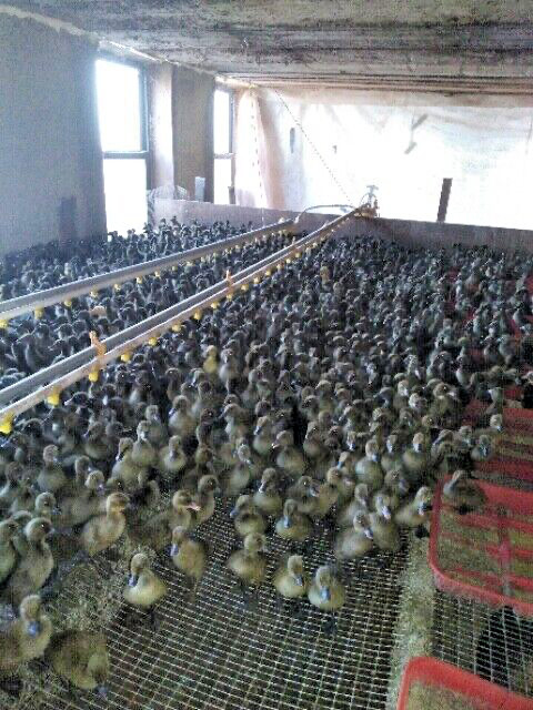 20 PUREBRED FRESH WELSH HARLEQUIN FERTILE HATCHING DUCK HATCHERY SUPPLY QUICK