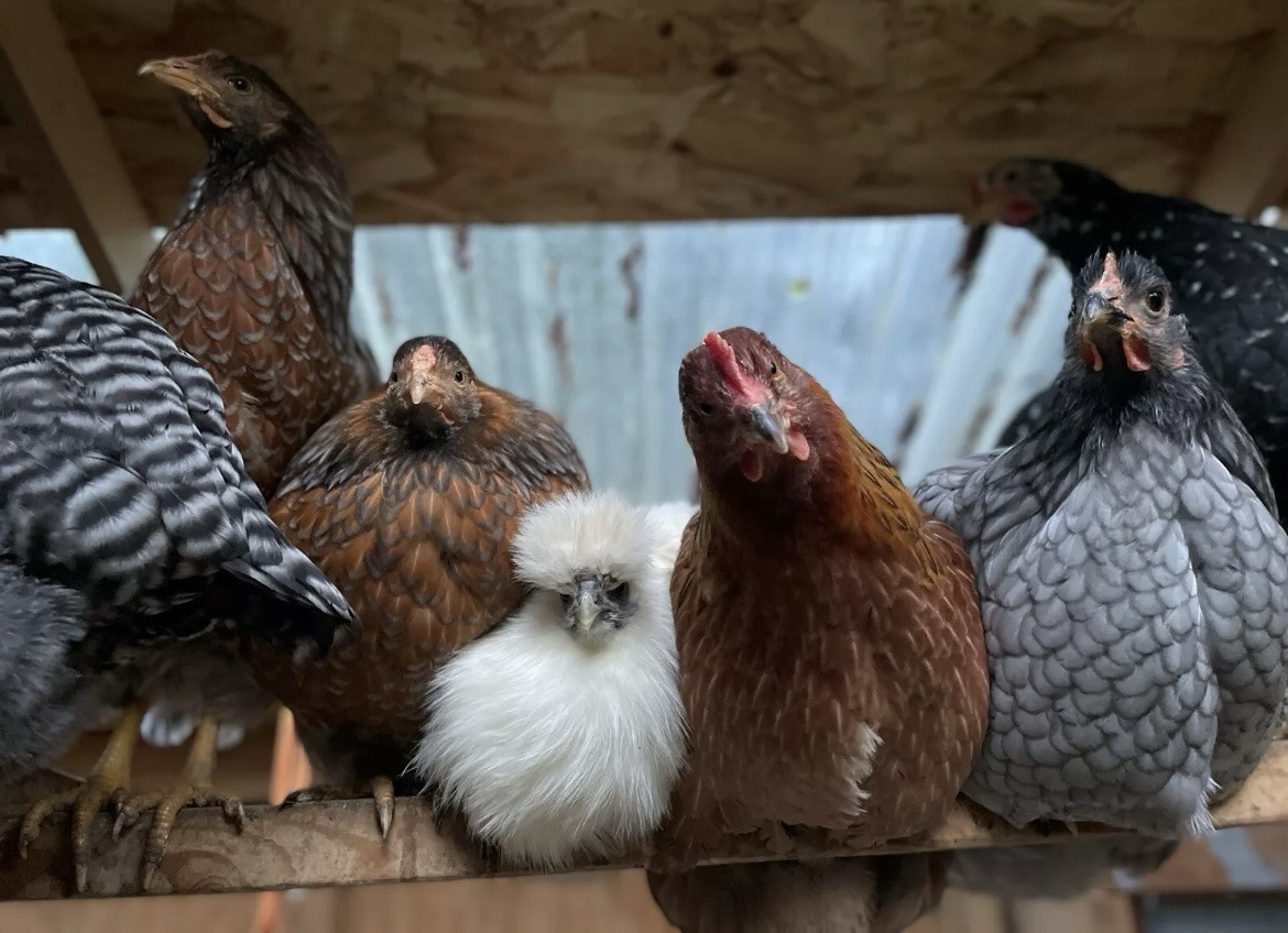 6+ Dark Or Heavy Bloom FERTILE Hatching Eggs Olive Chocolate Speckles Marans