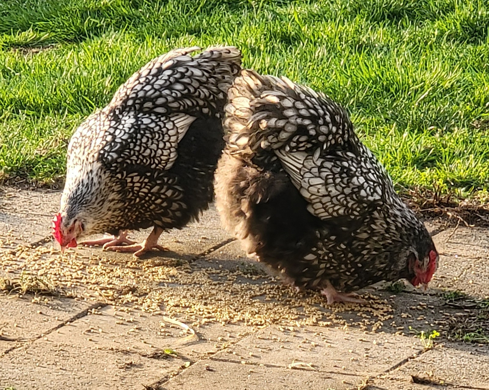 14 Pure English Orpington Hatching Eggs Mauve, SL,Mauve Laced, Choco, Huge Birds