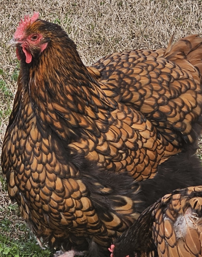 8+ English Gold Laced Orpington Hatching Eggs