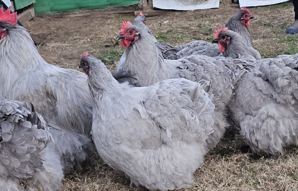 8+ English Lavender Orpington Hatching Eggs
