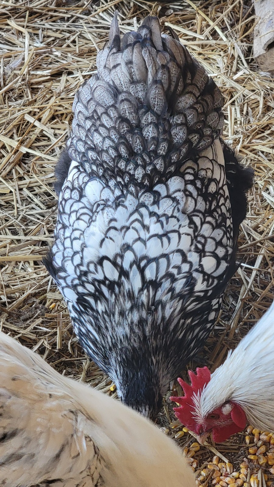 6 English Orpington Hatching Eggs Rare & Unusual Colors*new Pics *