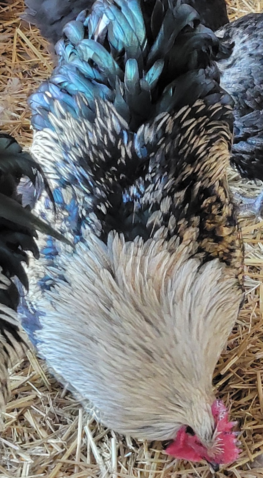 6 English Orpington Hatching Eggs Rare & Unusual Colors*new Pics *