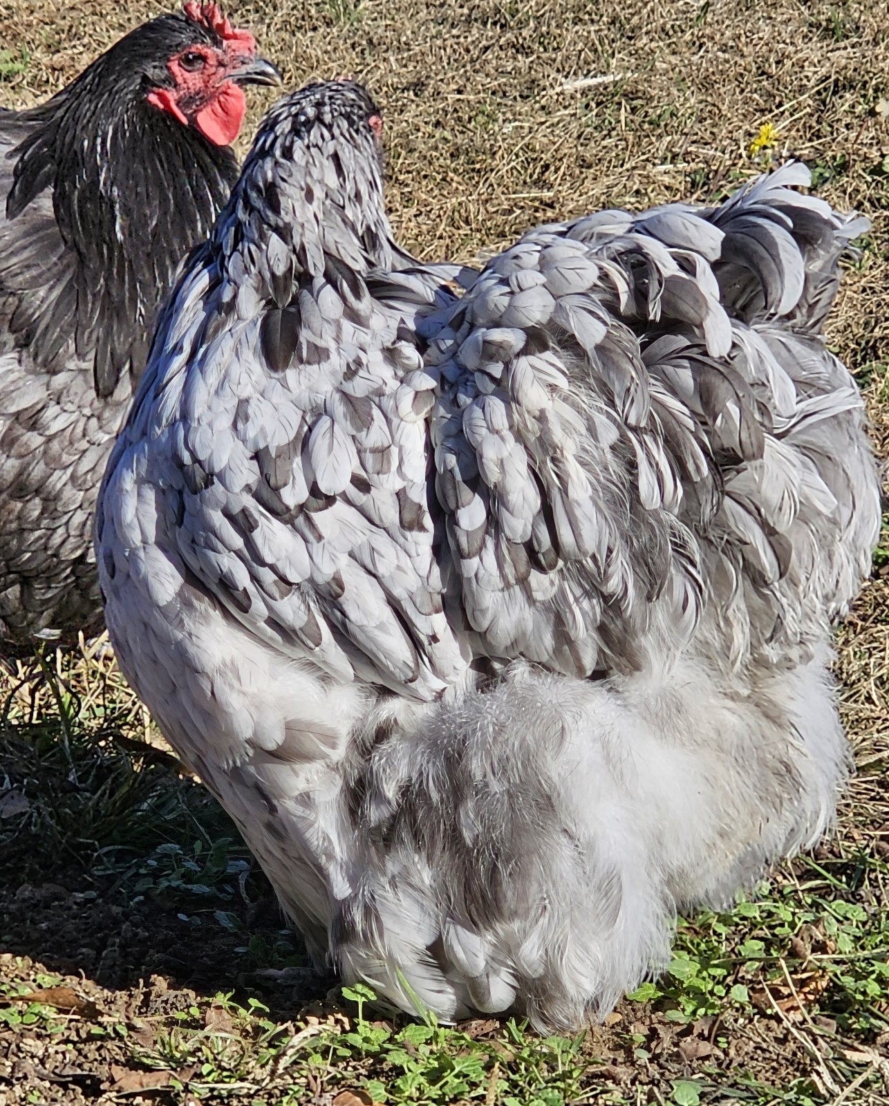 8+ English Blue/Black/Splashg Orpington Hatching Eggs