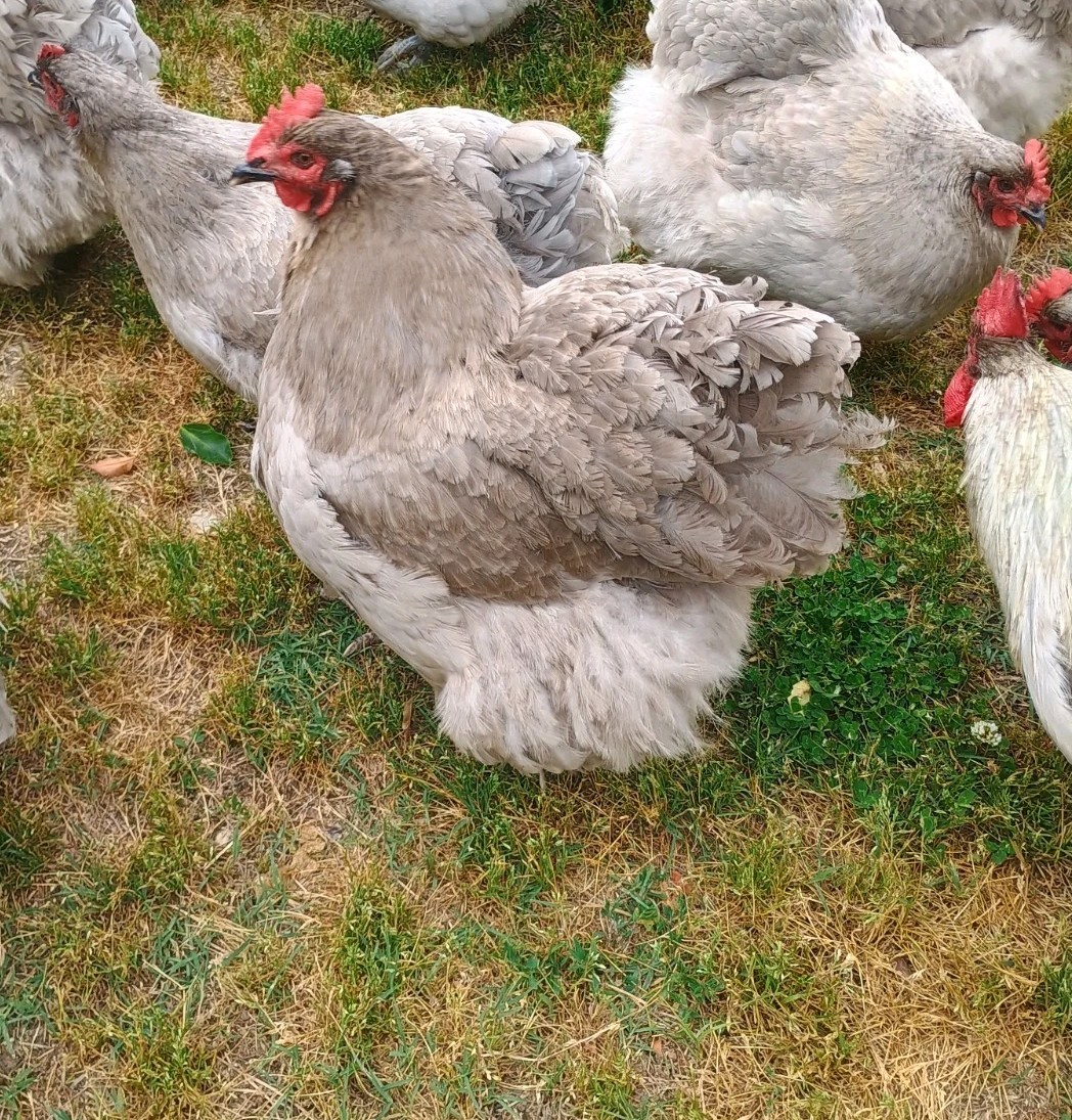 10 Pure English Lavender Orpington Fertile Chicken Eggs For Hatching! 🐣